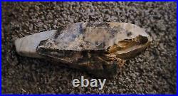 Authentic Native American Worked Tiger Chert Tool With Limstone Core