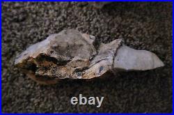 Authentic Native American Worked Tiger Chert Tool With Limstone Core