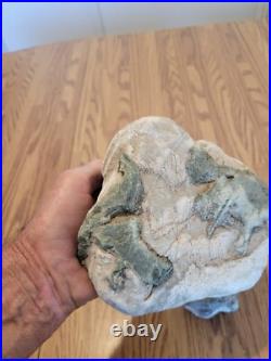 Blue Triggerfish, Native American Indian Stone Effigy RockArt, Artifacts, Tools