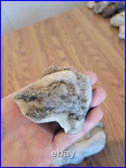 Blue Triggerfish, Native American Indian Stone Effigy RockArt, Artifacts, Tools