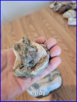 Blue Triggerfish, Native American Indian Stone Effigy RockArt, Artifacts, Tools