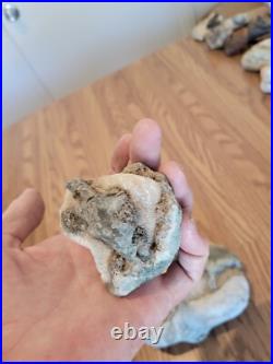 Blue Triggerfish, Native American Indian Stone Effigy RockArt, Artifacts, Tools