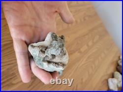 Blue Triggerfish, Native American Indian Stone Effigy RockArt, Artifacts, Tools