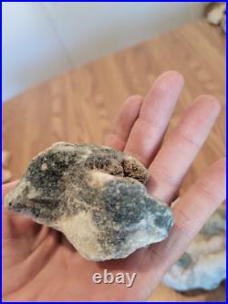Blue Triggerfish, Native American Indian Stone Effigy RockArt, Artifacts, Tools