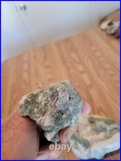 Blue Triggerfish, Native American Indian Stone Effigy RockArt, Artifacts, Tools
