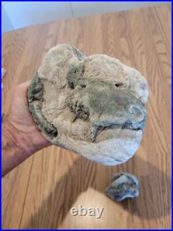 Blue Triggerfish, Native American Indian Stone Effigy RockArt, Artifacts, Tools