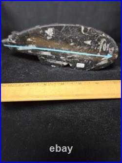 NATIVE AMERICAN ZUNI Indian HUGE 7 1/4 Orthoceras bear fetish LAIWAKETE