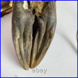 Vintage Native American Tribal Ceremonial Rattle Deer Hoof Turtle Shell Leather