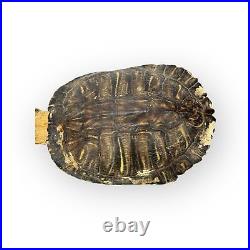 Vintage Shamans Turtle Shell Native American Medicine Man Healing Rattle